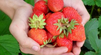 How This City Council Staff Innovated Urban Strawberry Farming For Growth In Hot Climate