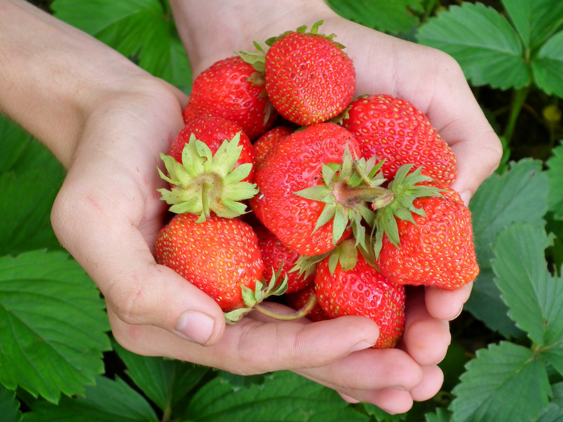 How This City Council Staff Innovated Urban Strawberry Farming For Growth In Hot Climate